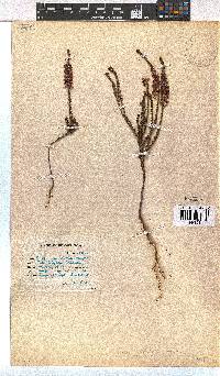 Erica pulchella image