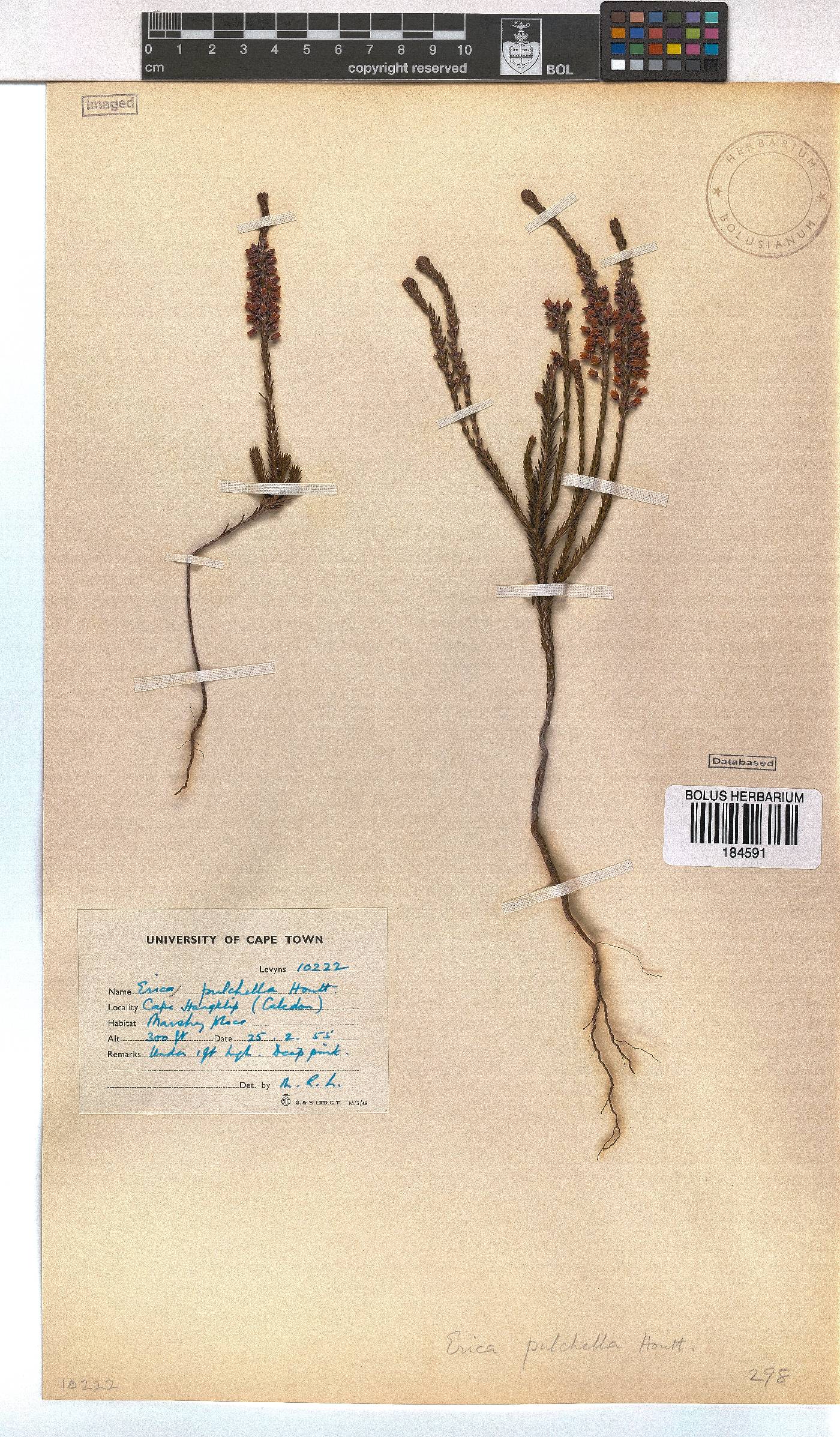 Erica pulchella image