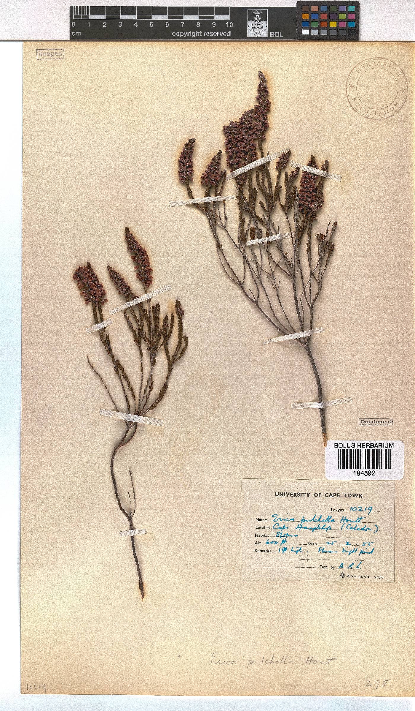 Erica pulchella image