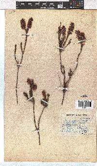 Erica pulchella image