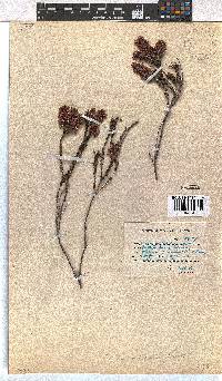 Erica pulchella image