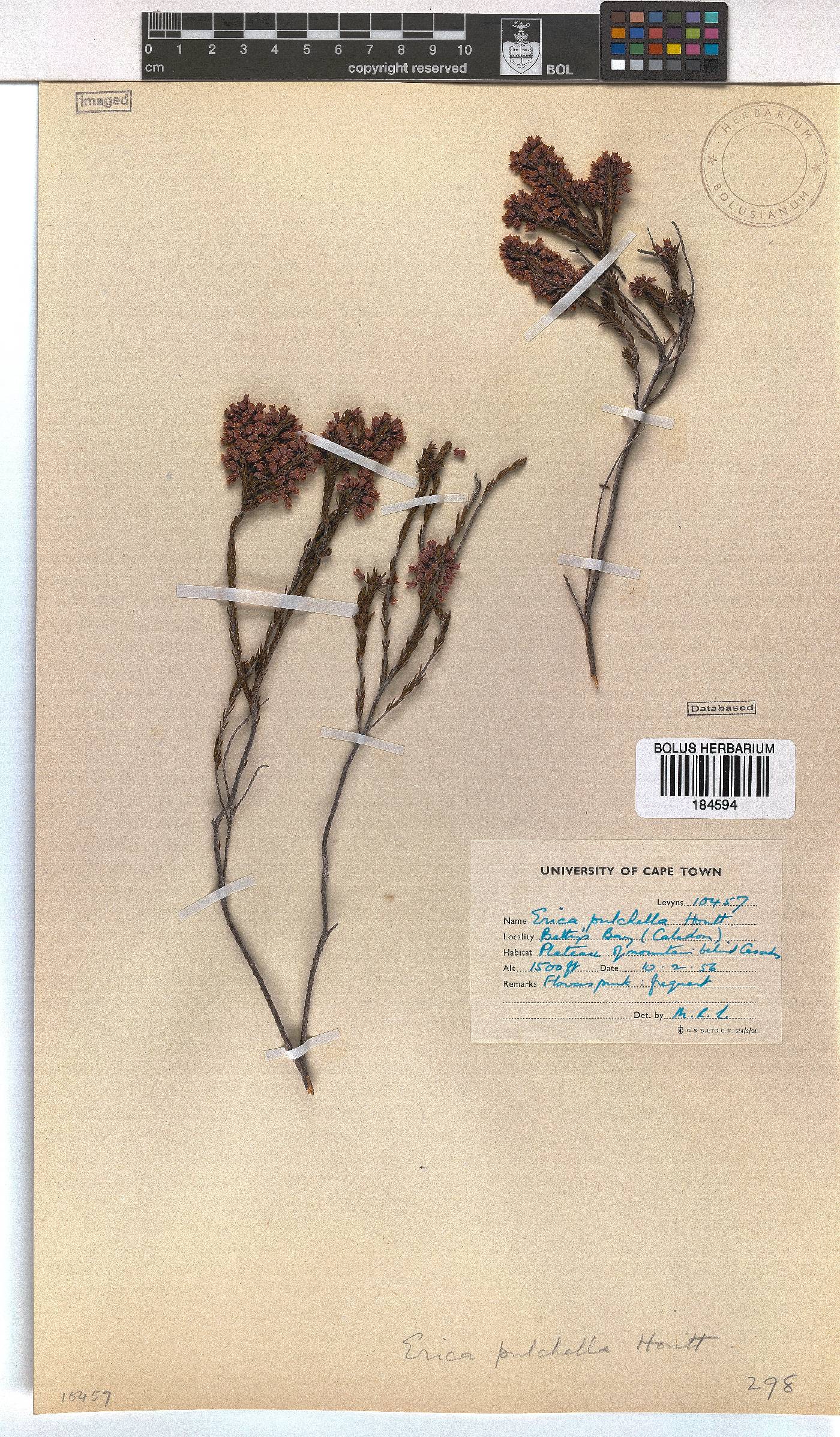 Erica pulchella image