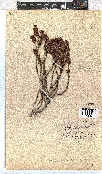 Erica pulchella image