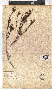 Erica longiaristata image