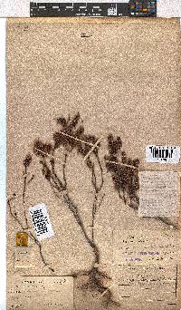 Erica longiaristata image