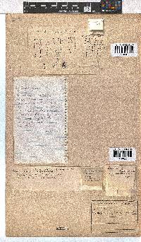 Erica longiaristata image