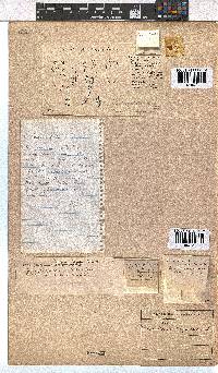 Erica longiaristata image