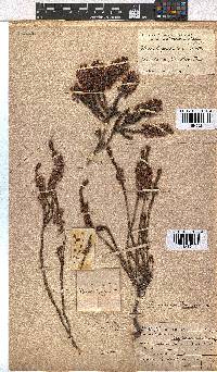 Erica longiaristata image