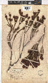 Erica longiaristata image