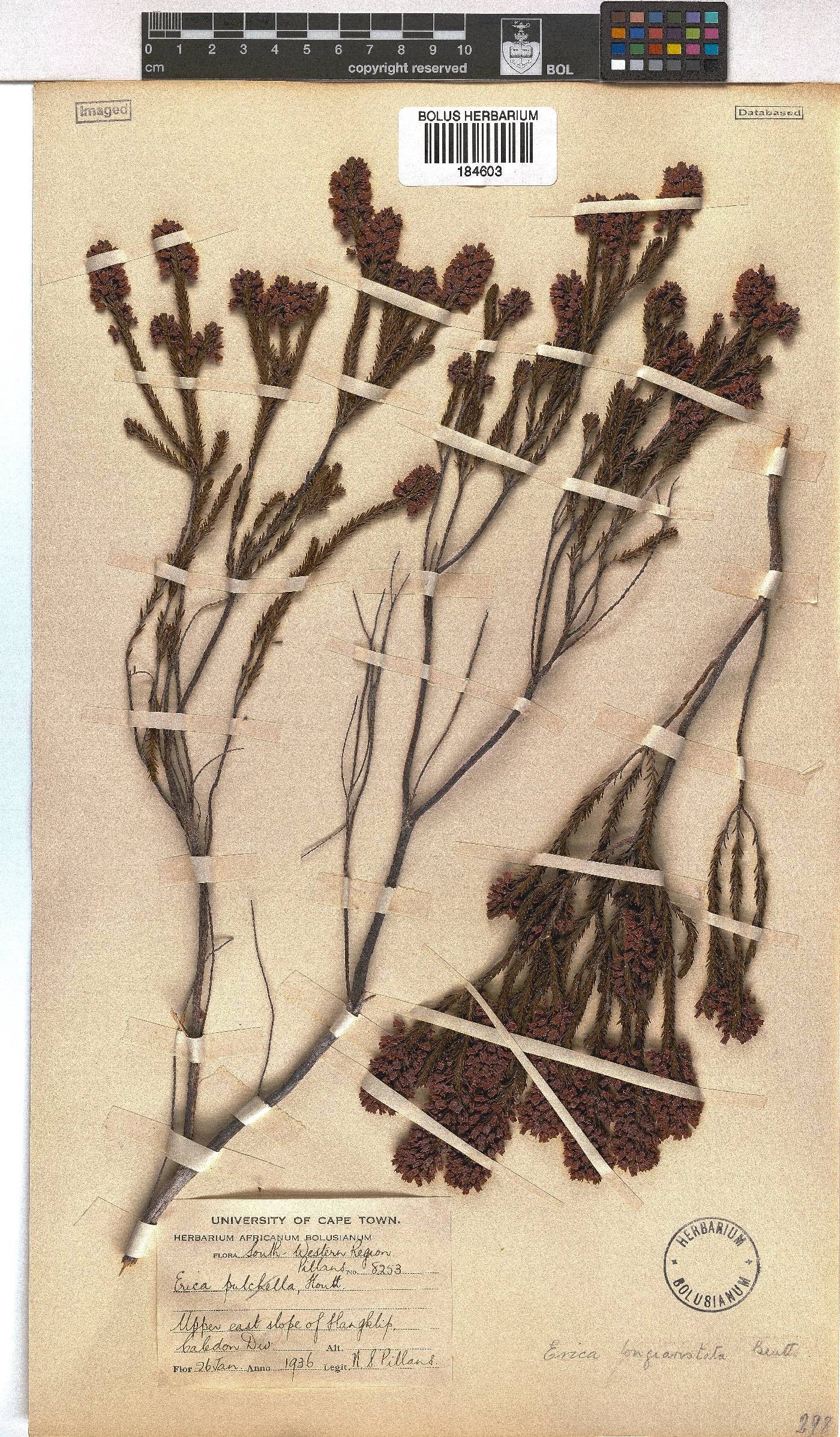 Erica longiaristata image