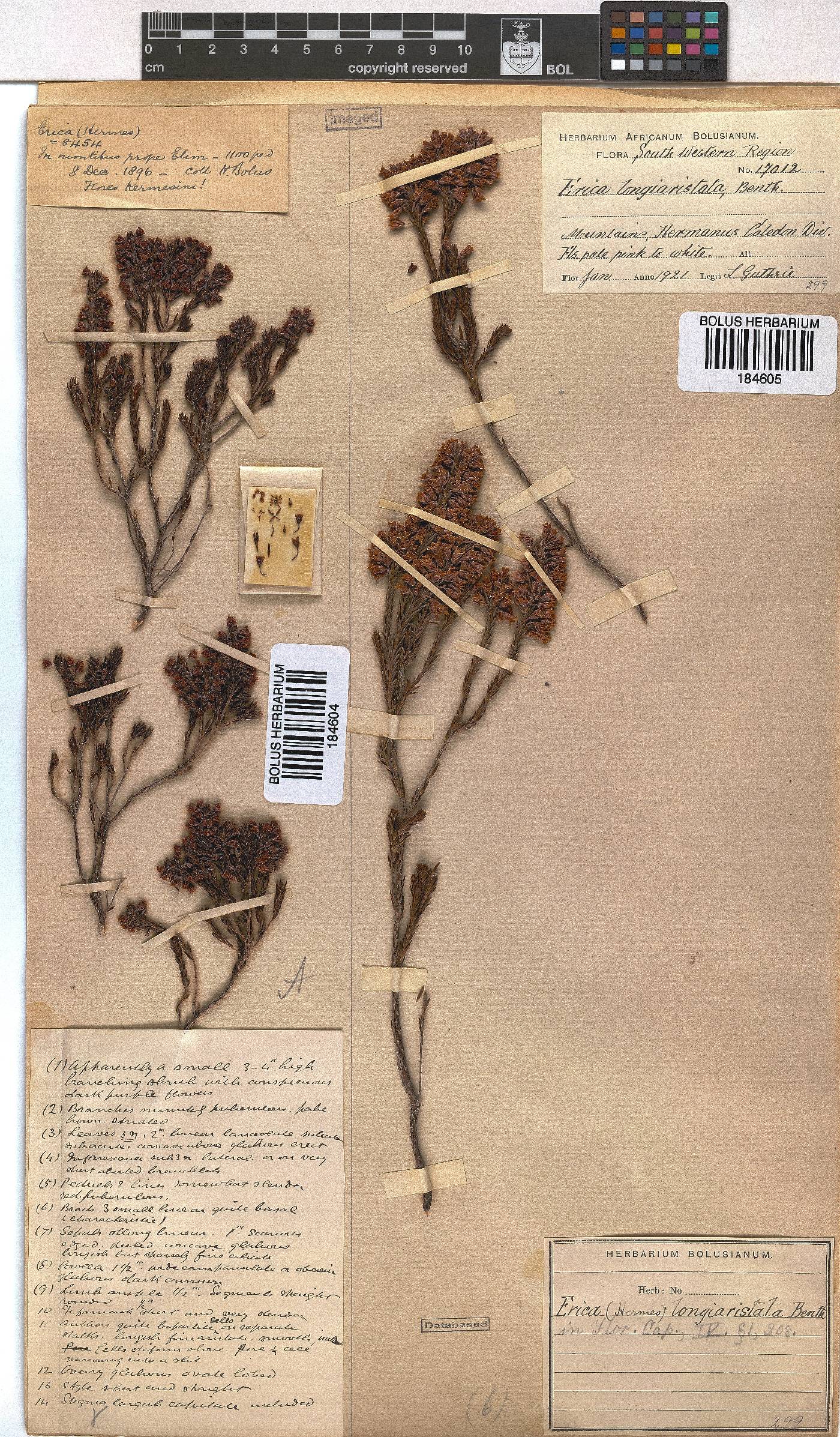 Erica longiaristata image