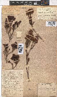 Erica longiaristata image