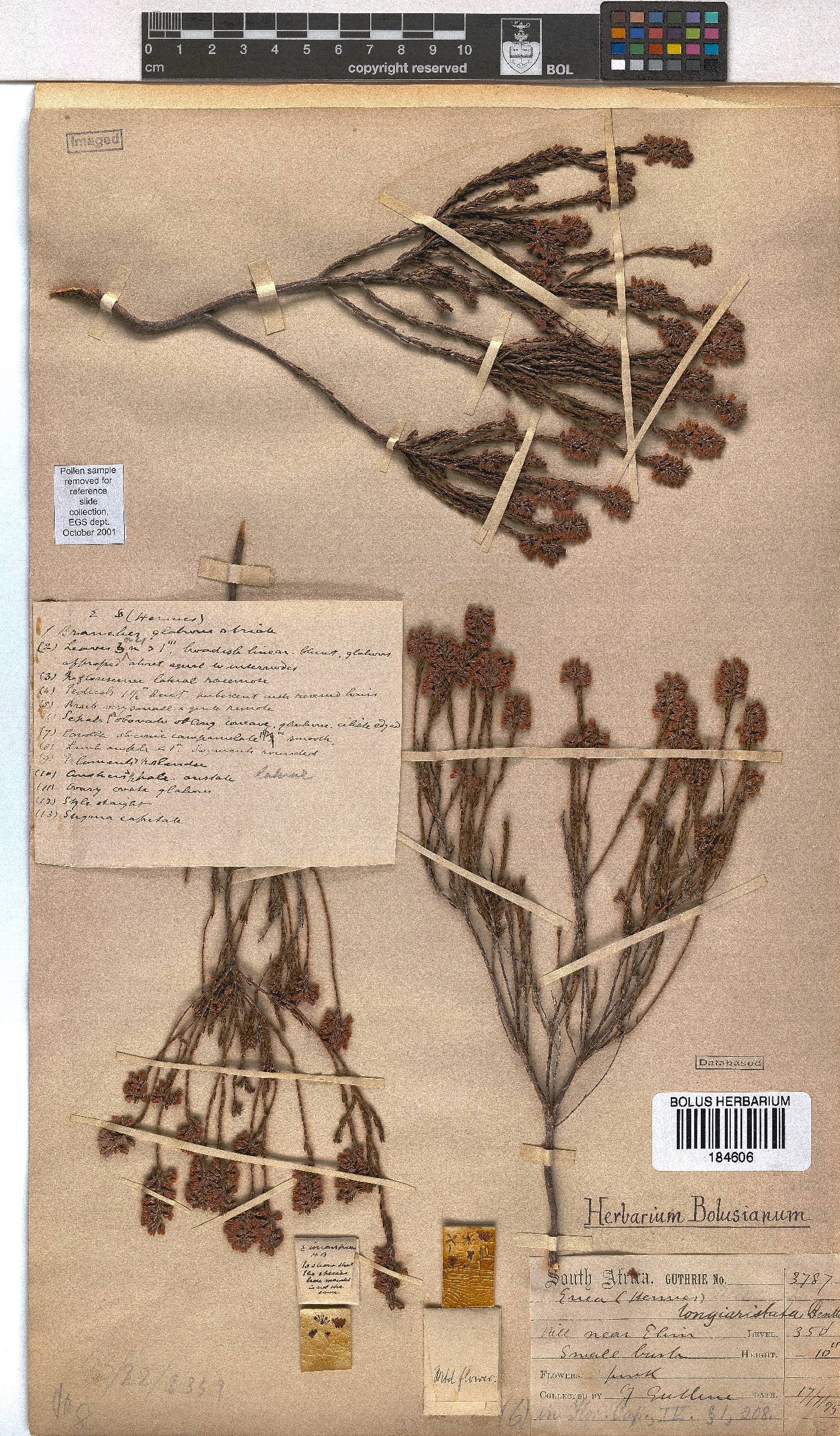 Erica longiaristata image