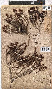 Erica longiaristata image