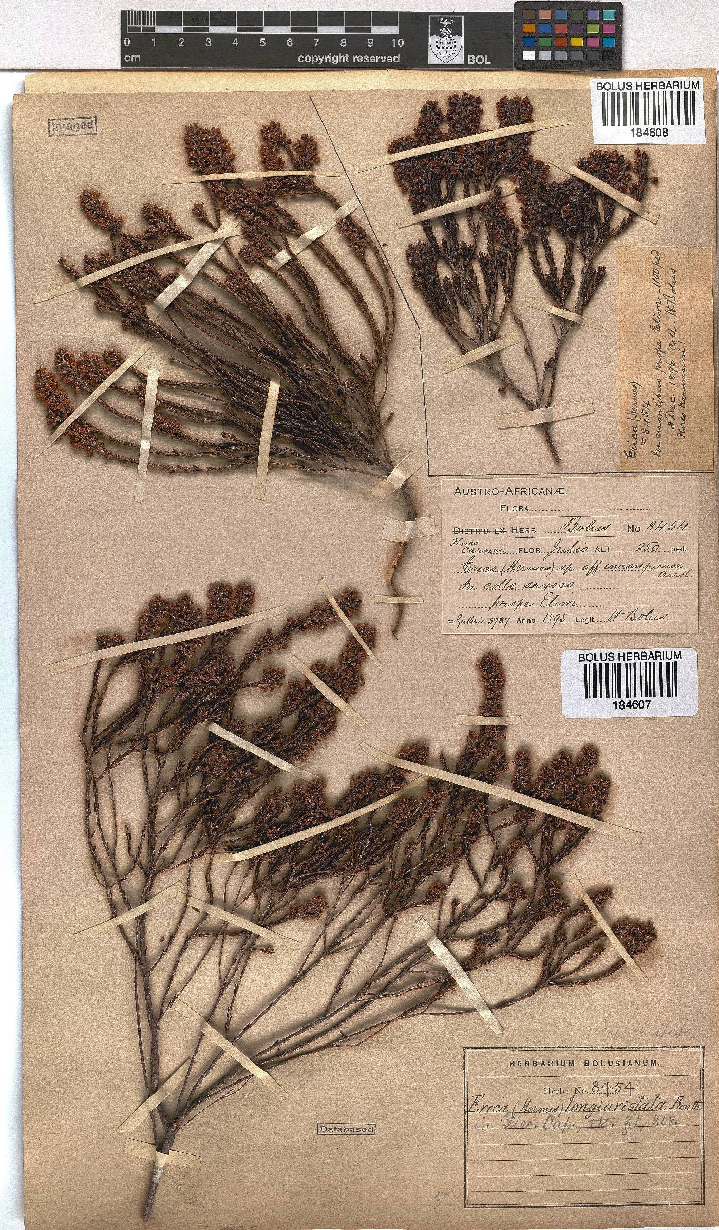 Erica longiaristata image