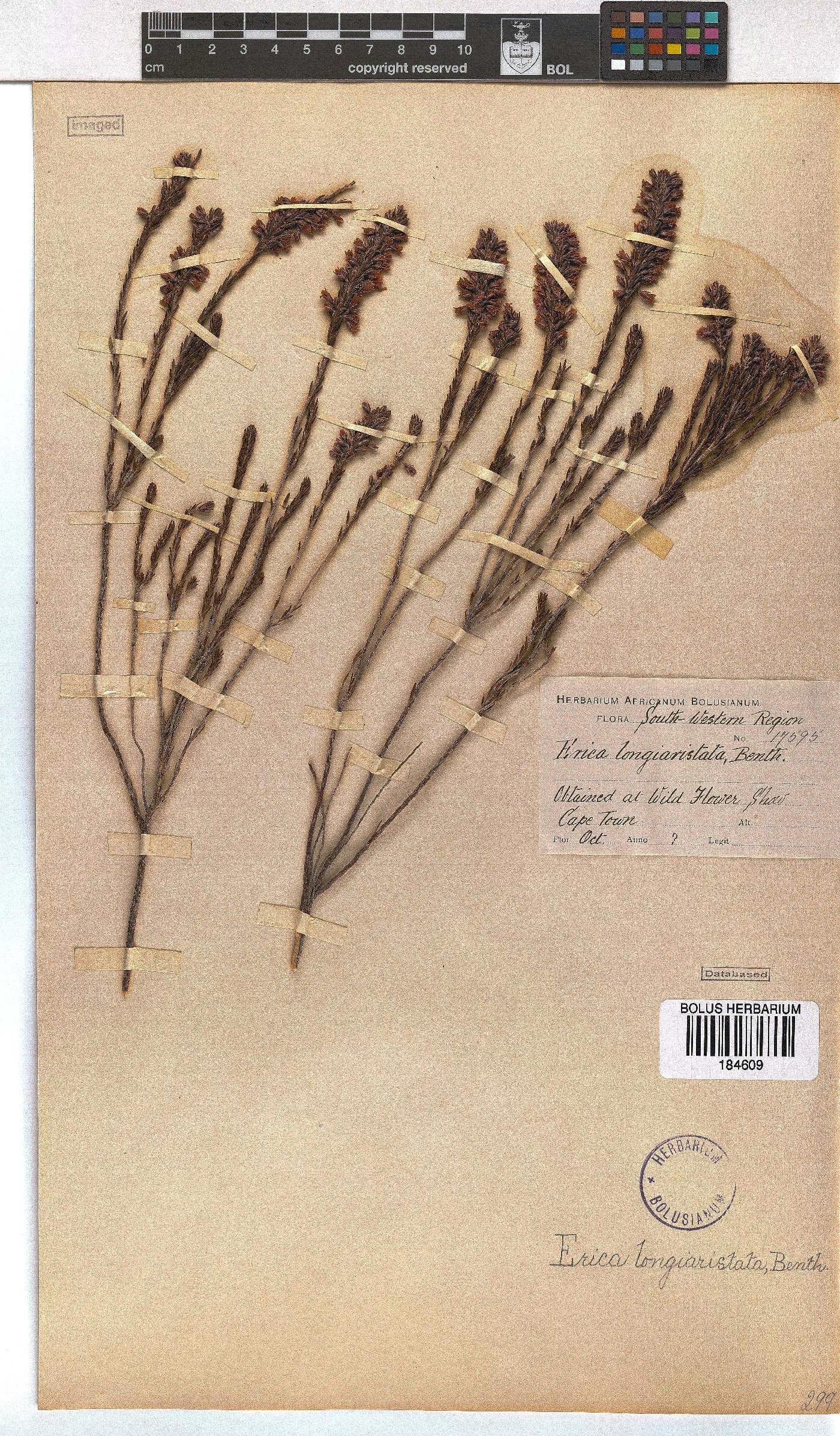 Erica longiaristata image