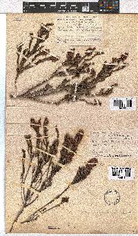 Erica longiaristata image