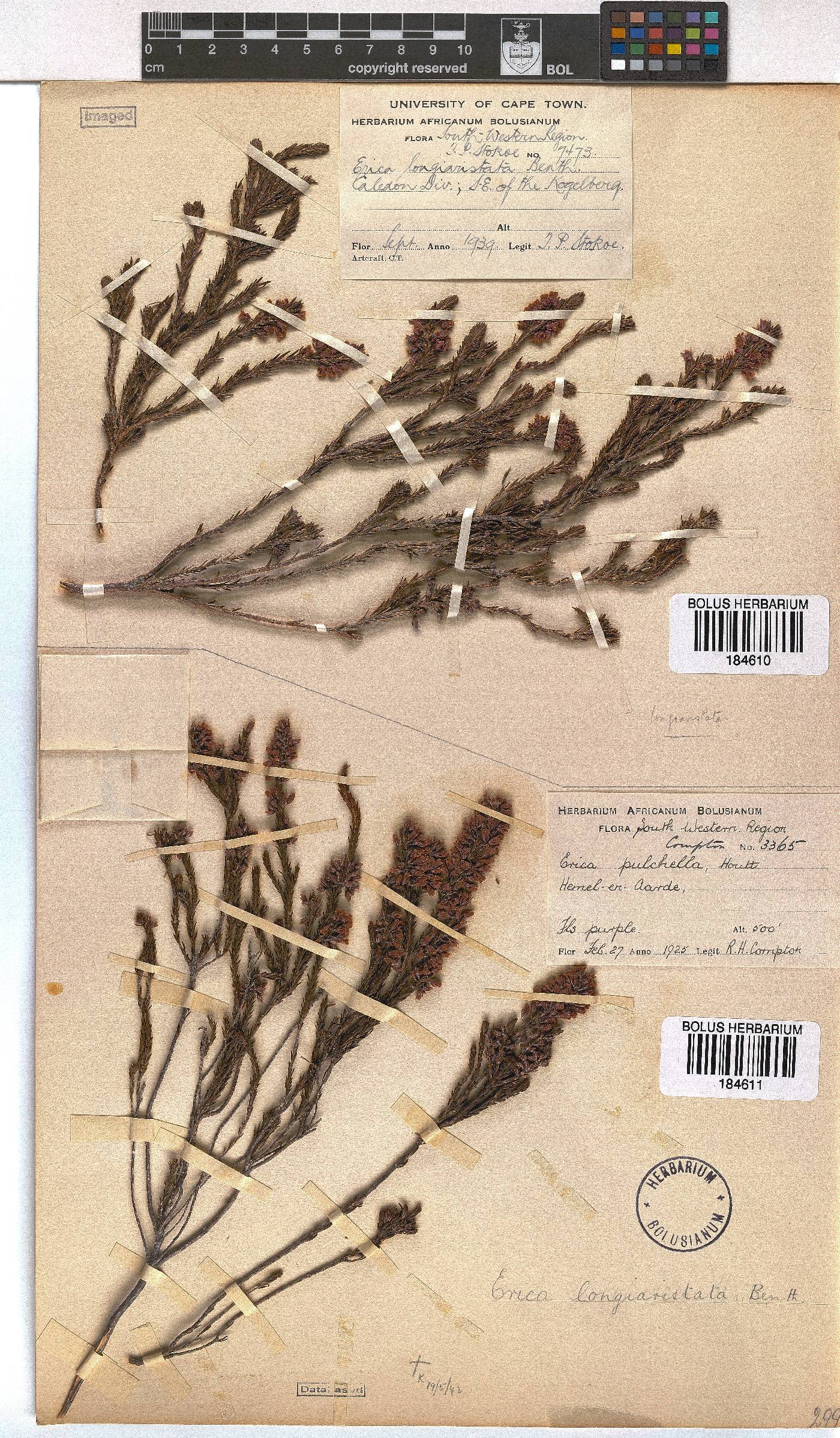 Erica longiaristata image