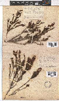 Erica longiaristata image