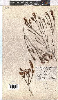 Erica longiaristata image