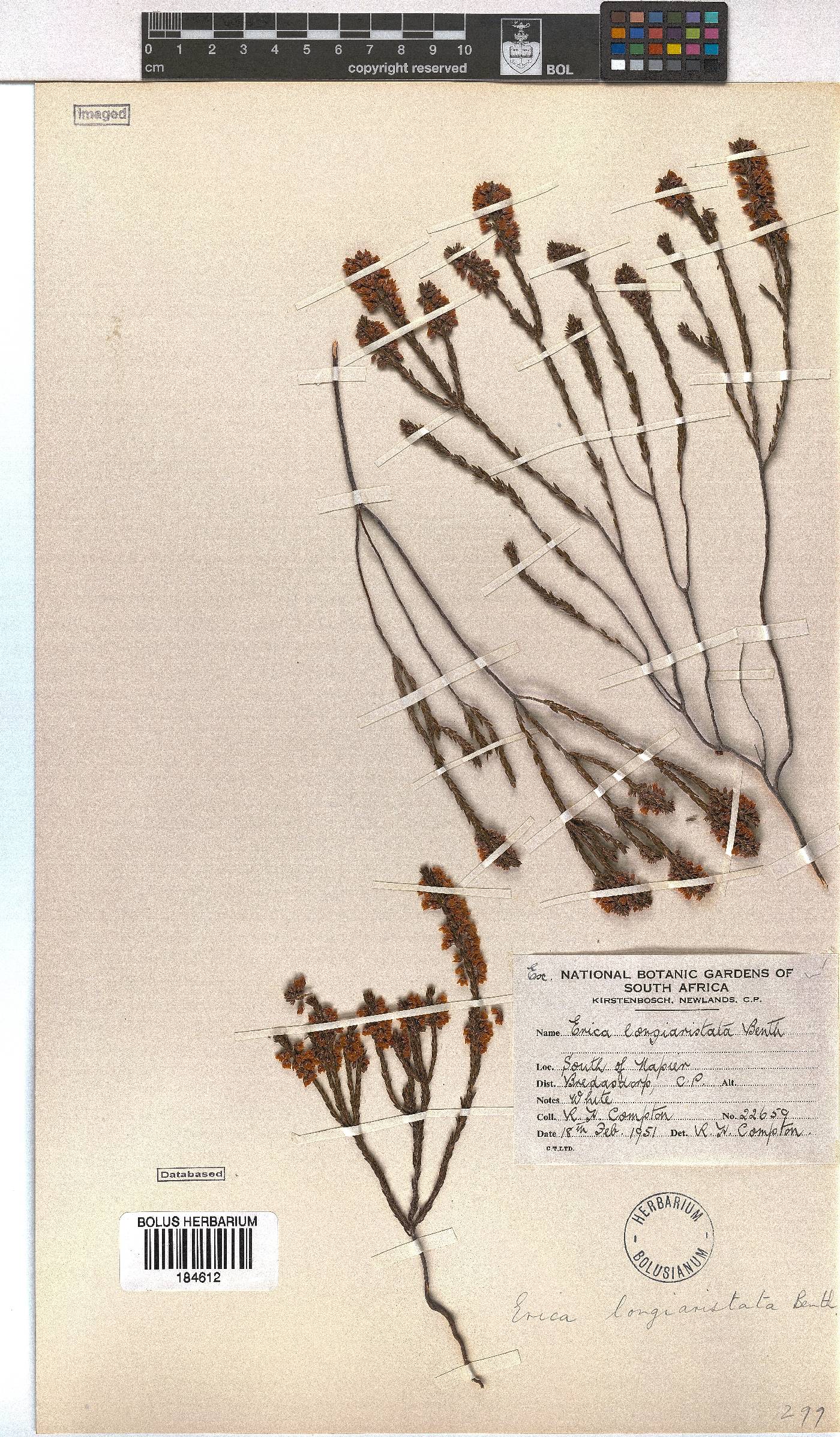 Erica longiaristata image