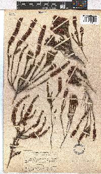 Erica longiaristata image