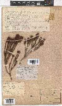 Erica flavicoma image