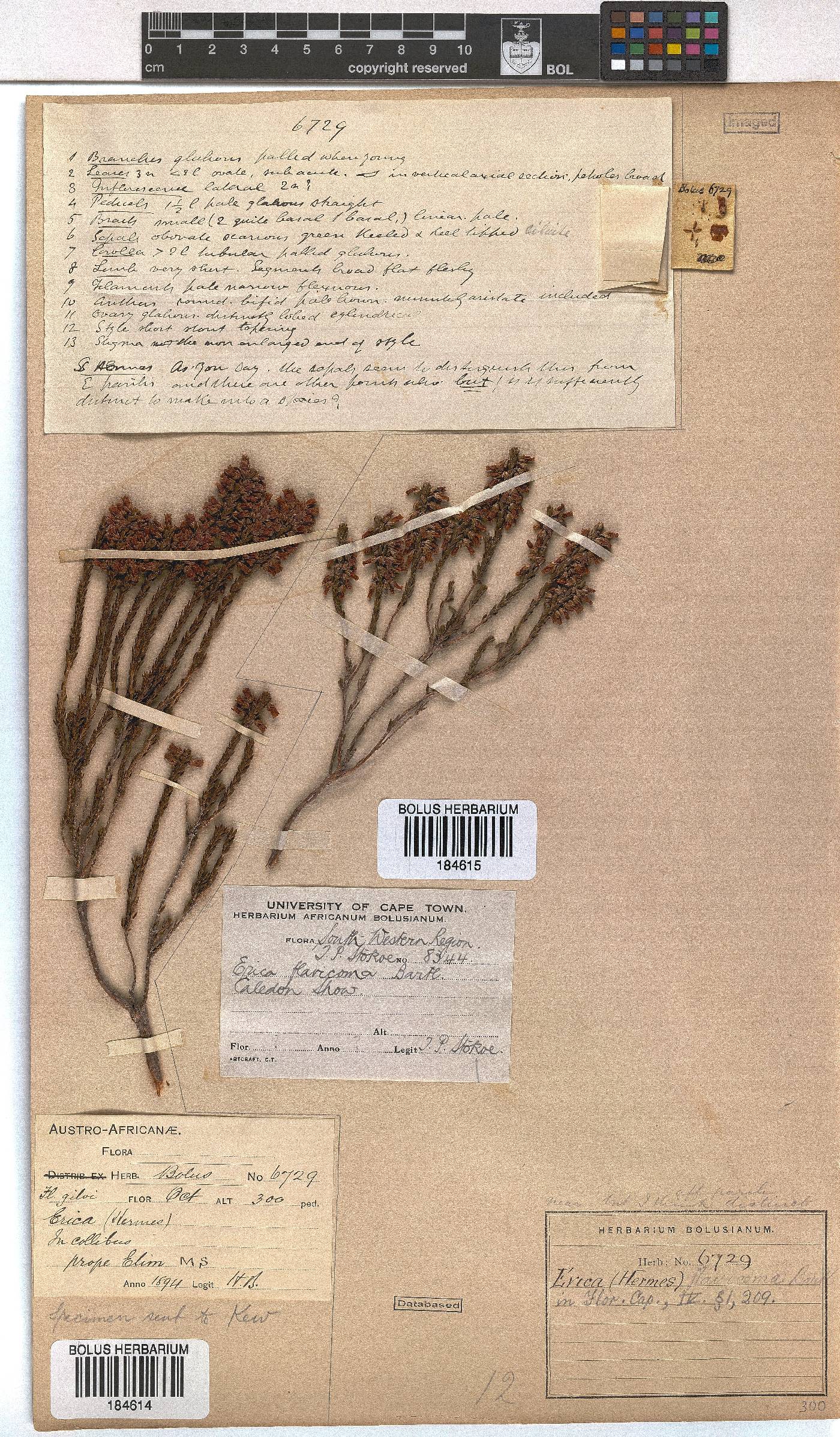 Erica flavicoma image