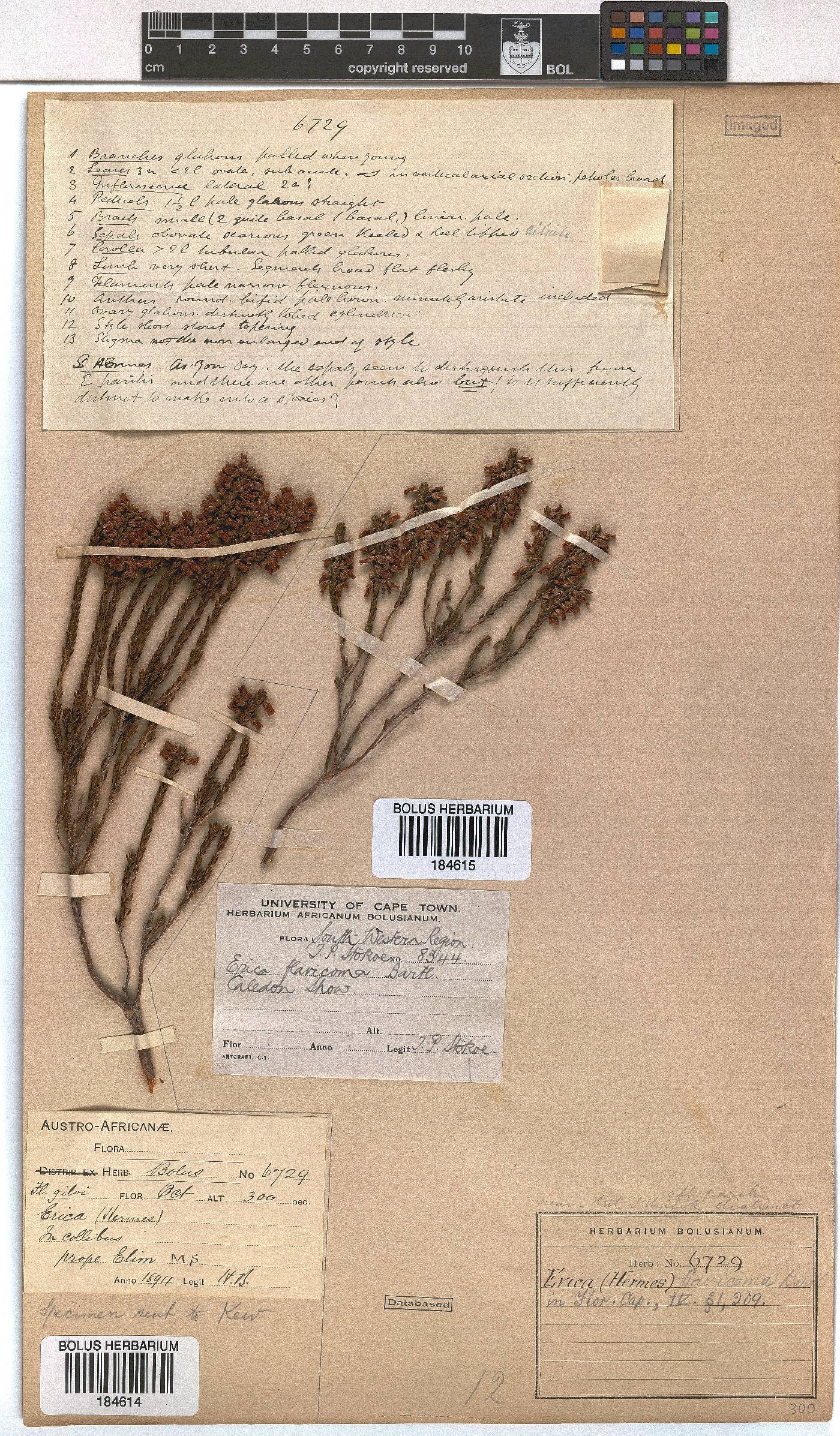 Erica flavicoma image