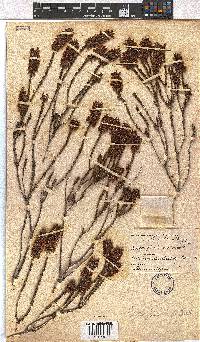 Erica flavicoma image