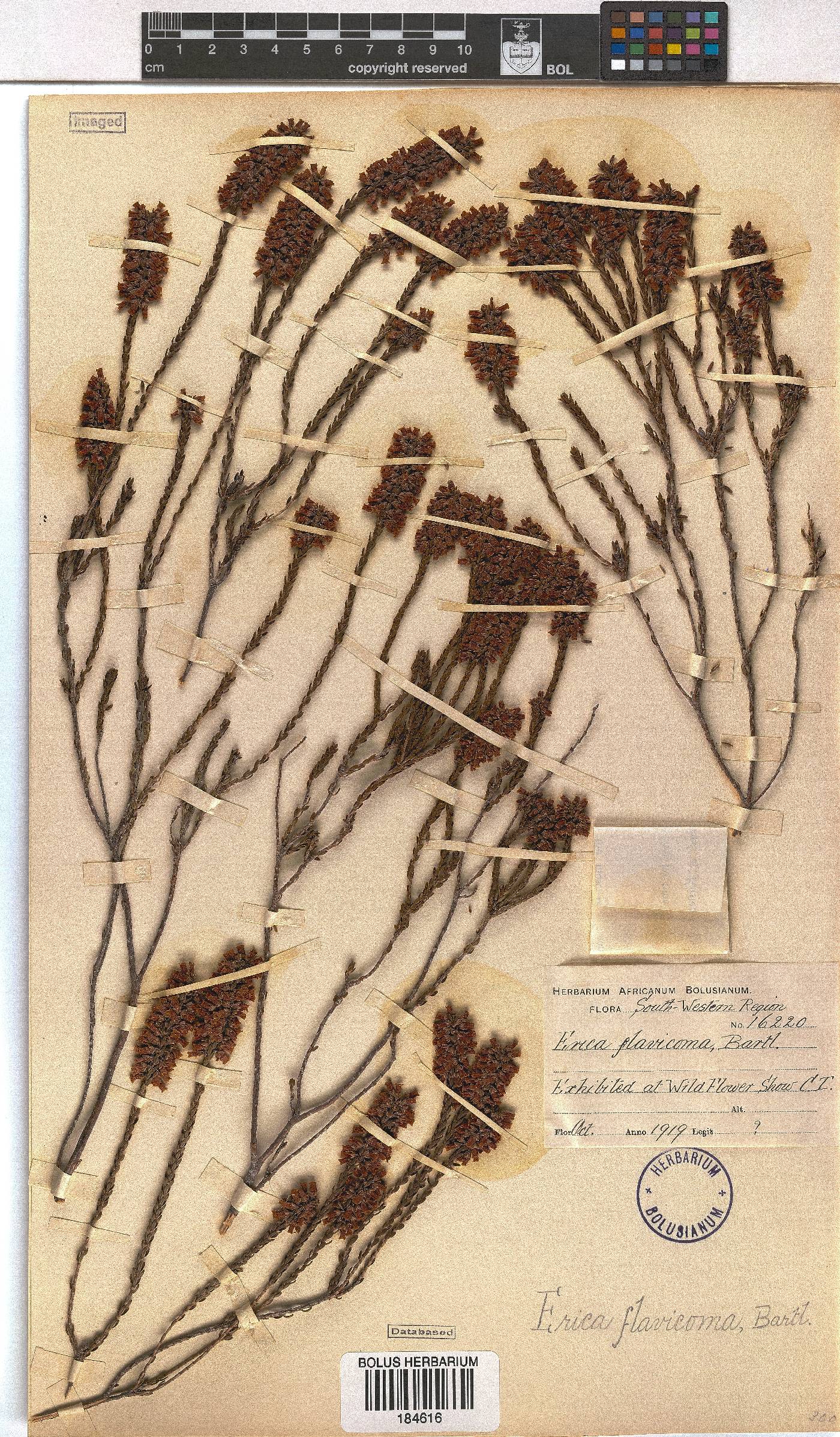 Erica flavicoma image