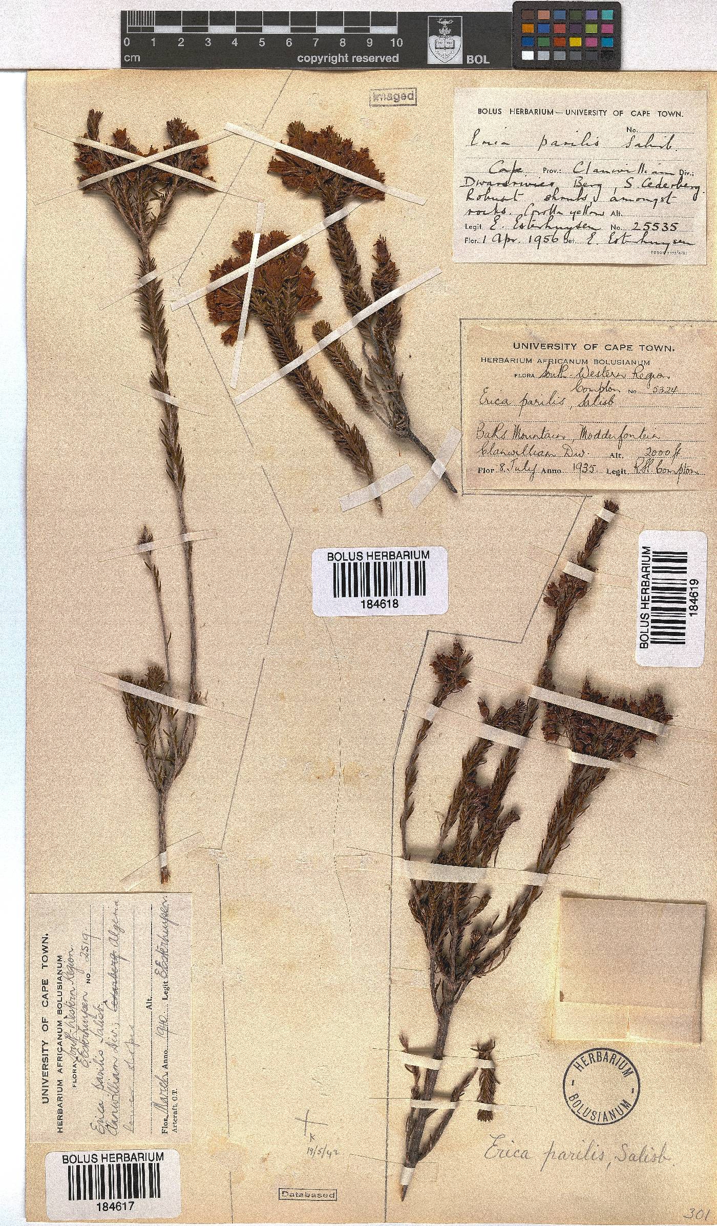 Erica parilis image