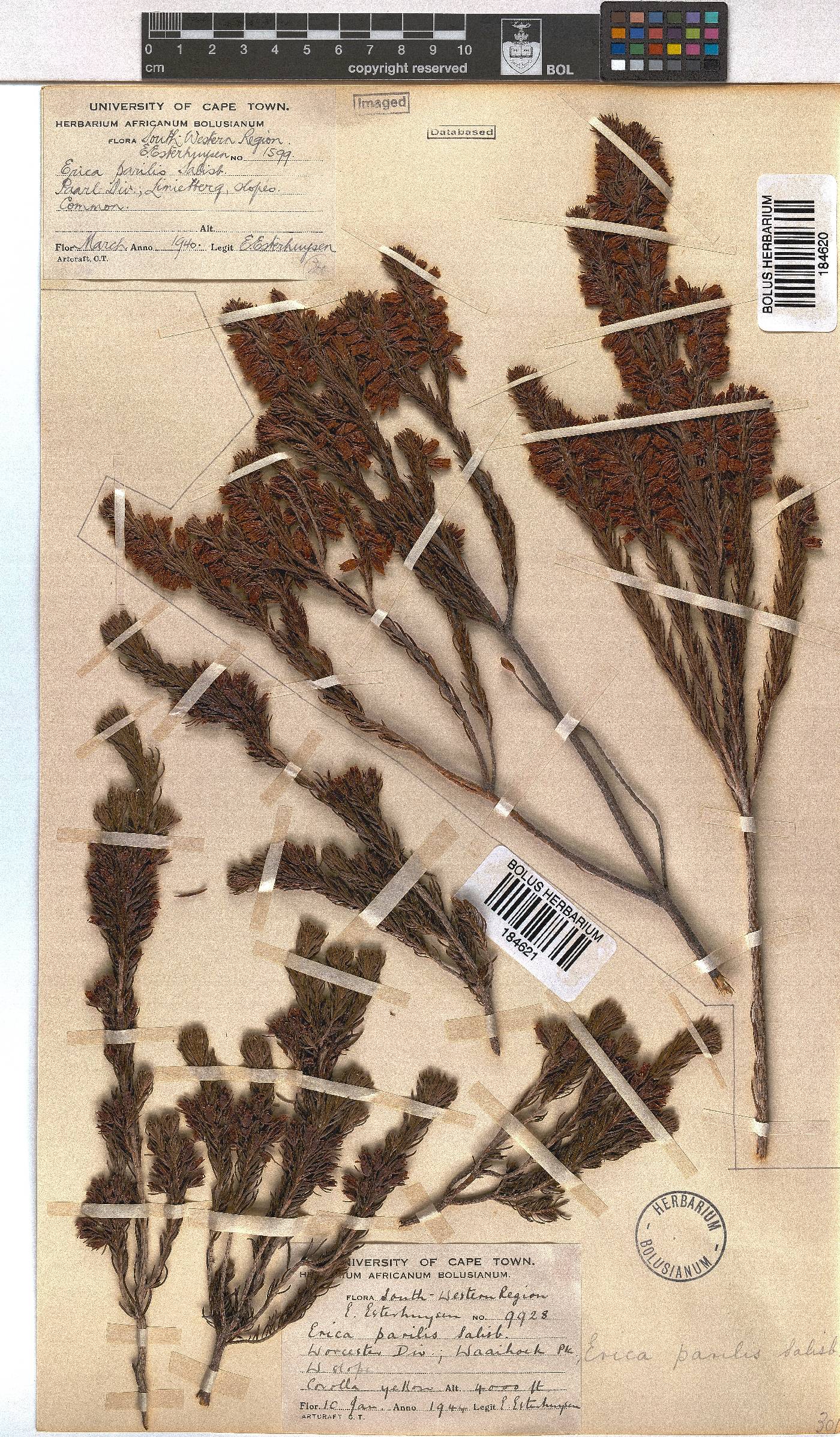 Erica parilis image