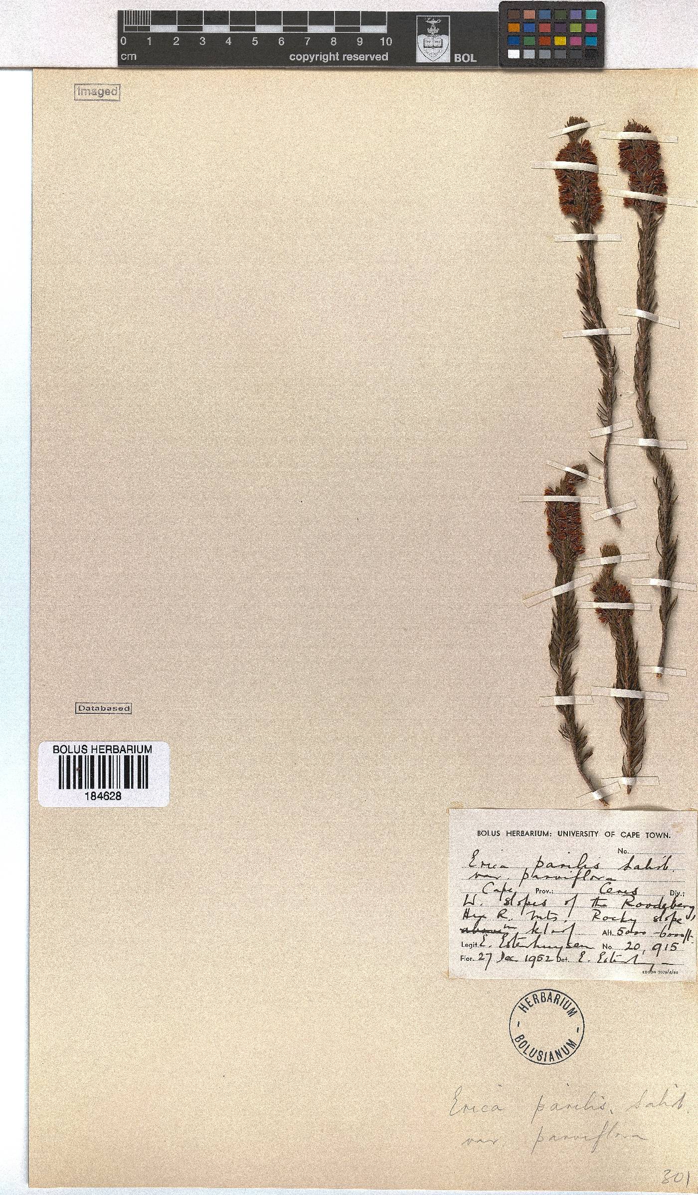 Erica parilis var. parviflora image