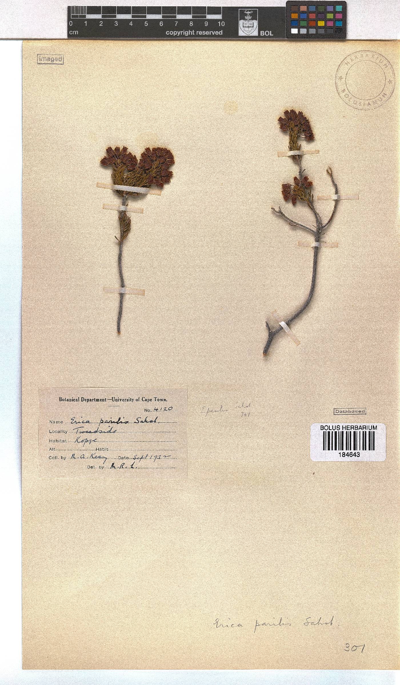 Erica parilis var. parilis image