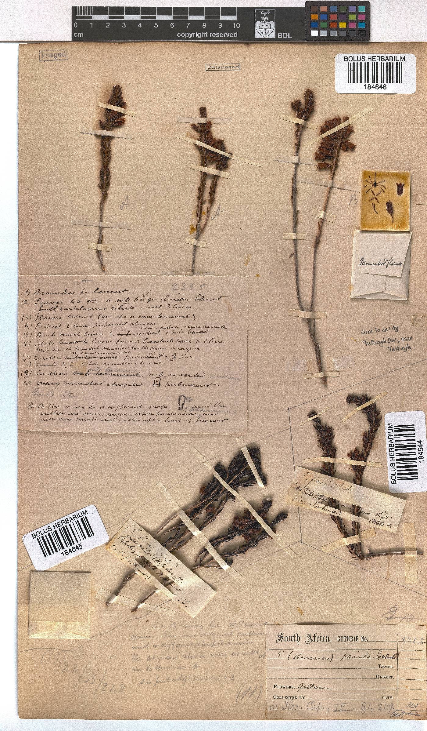 Erica parilis var. parilis image