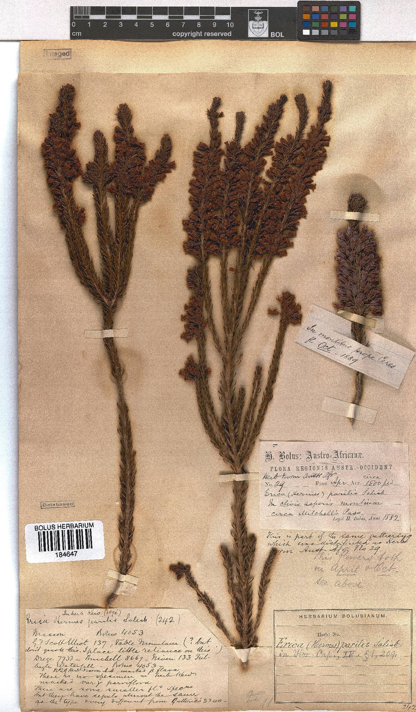 Erica parilis var. parilis image