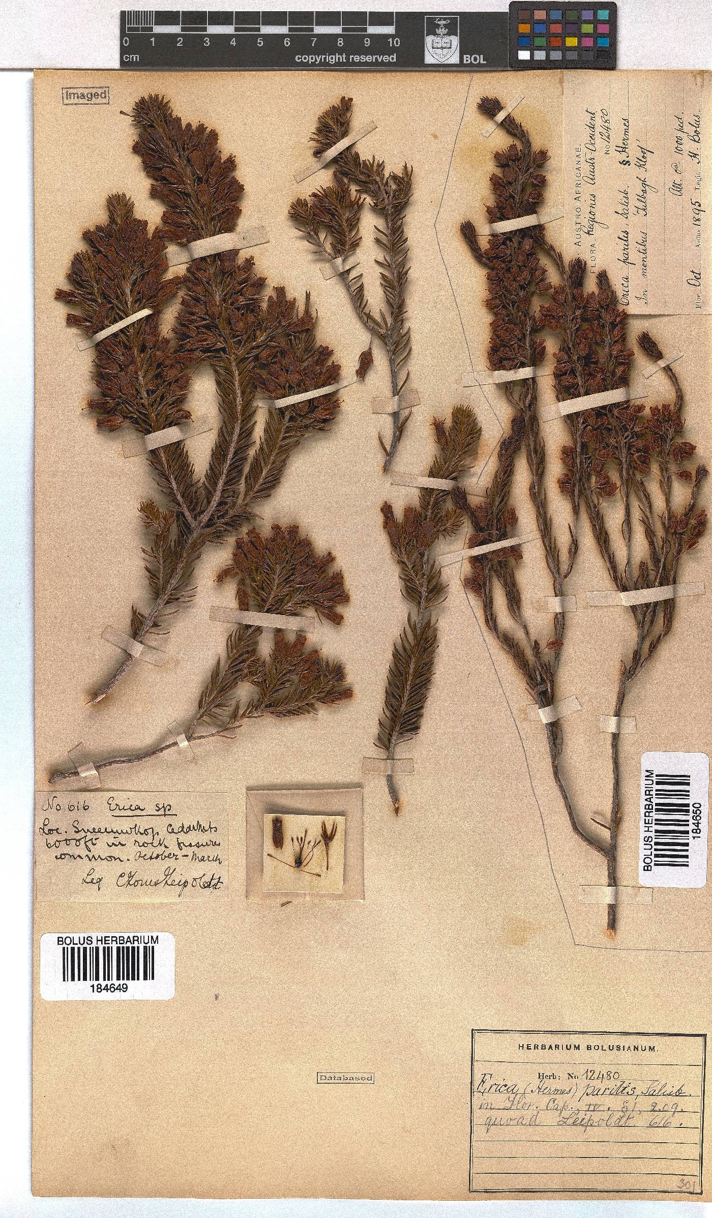 Erica parilis var. parilis image