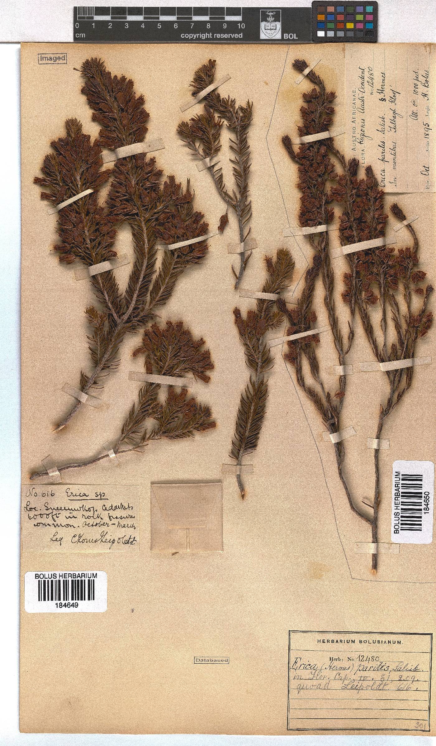 Erica parilis var. parilis image