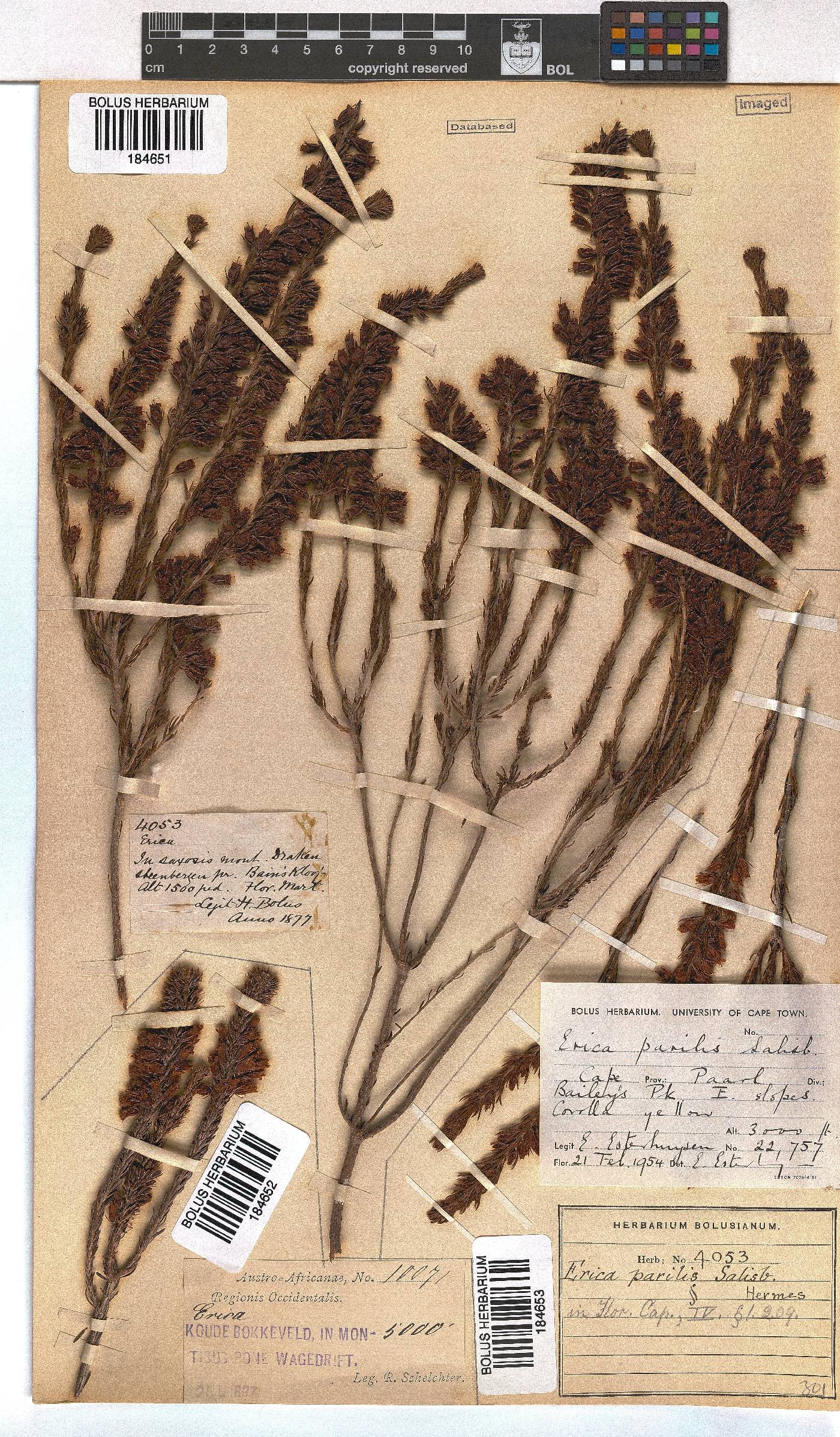 Erica parilis var. parilis image