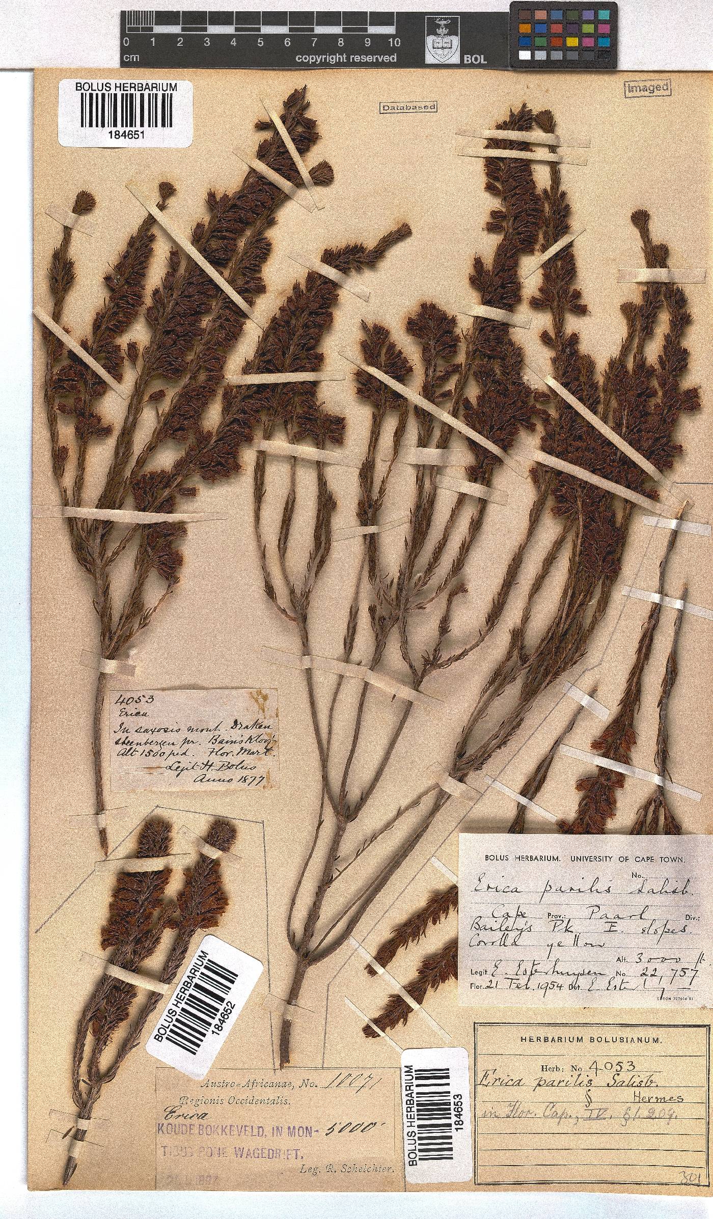 Erica parilis var. parilis image