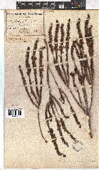 Erica parilis var. parilis image