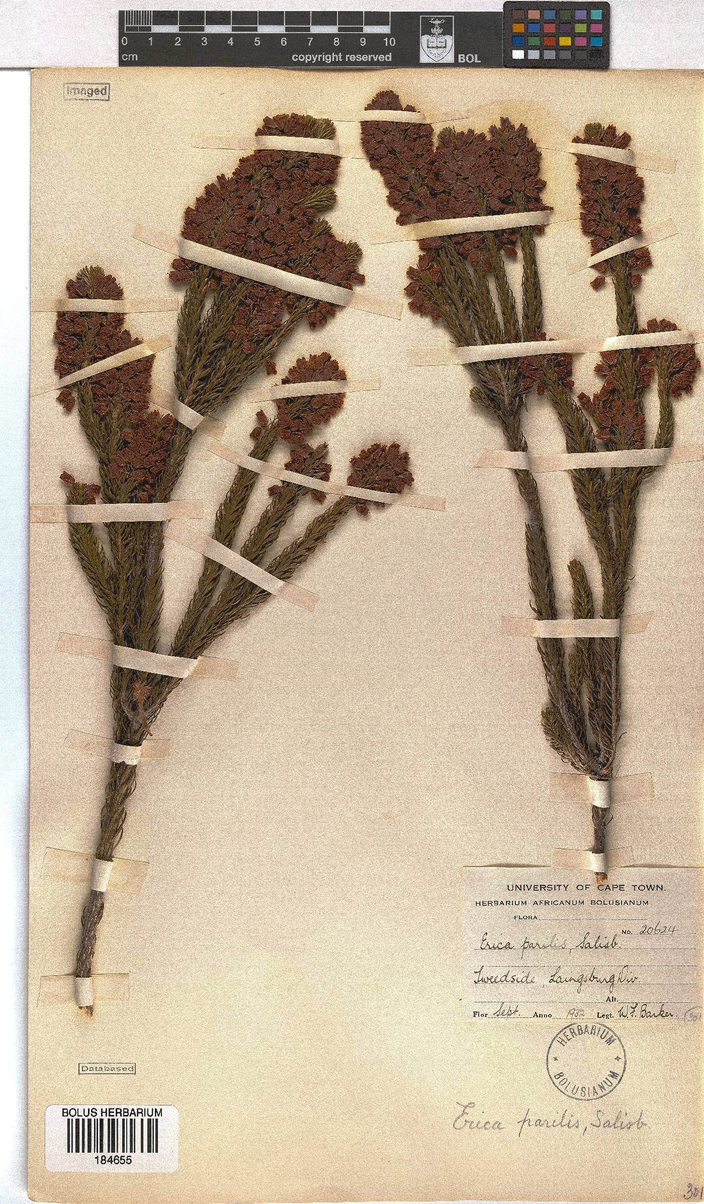 Erica parilis var. parilis image