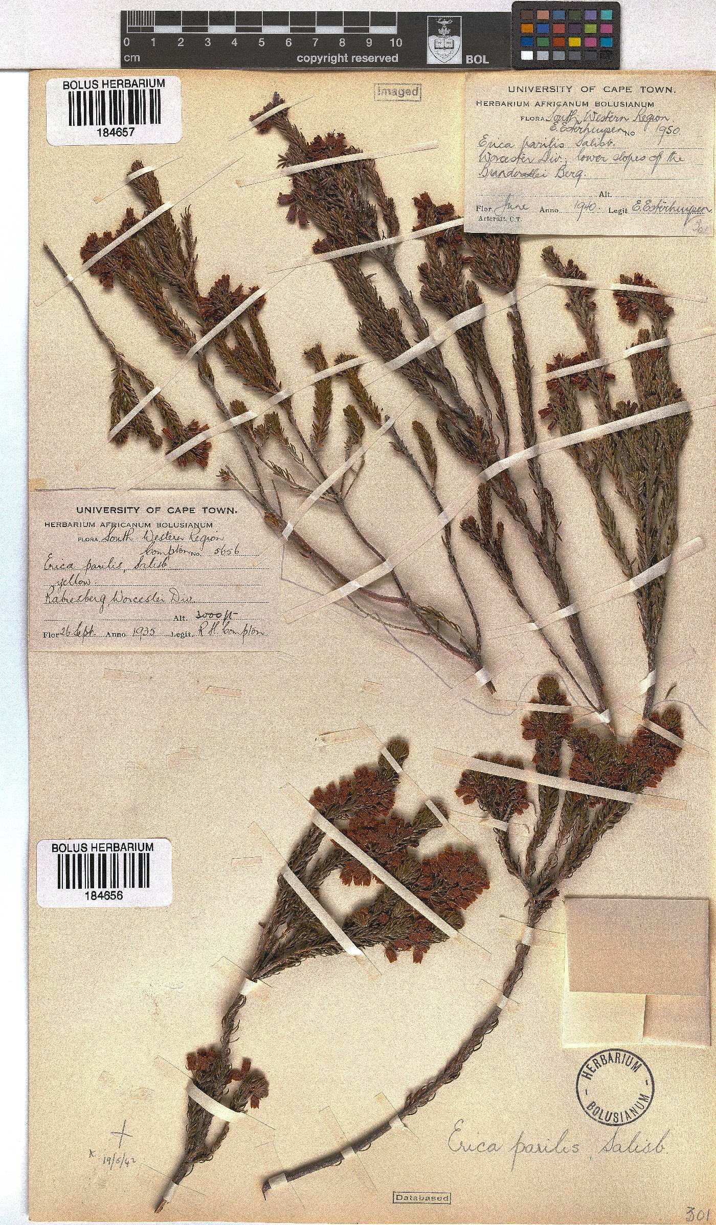 Erica parilis var. parilis image