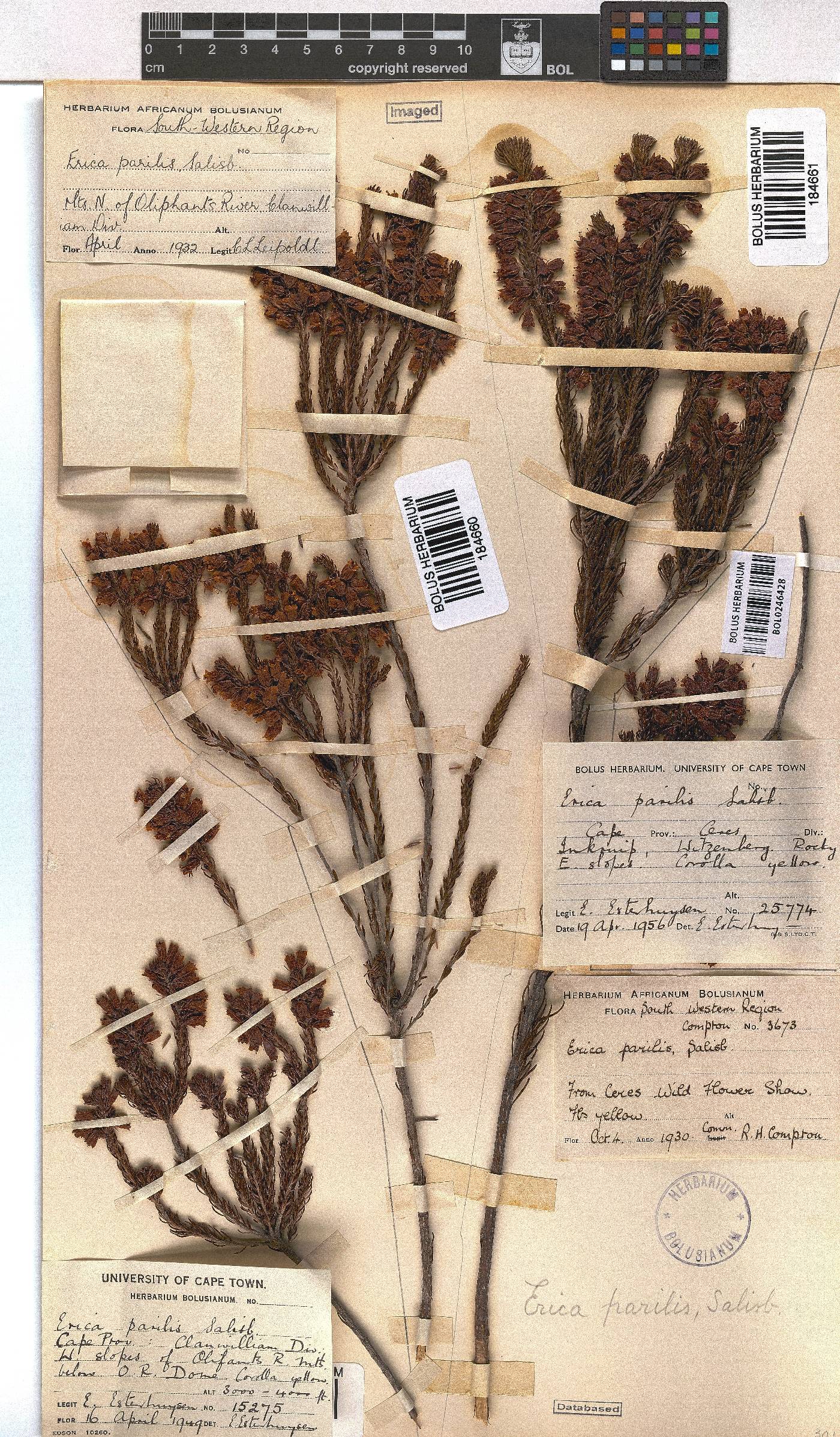 Erica parilis image
