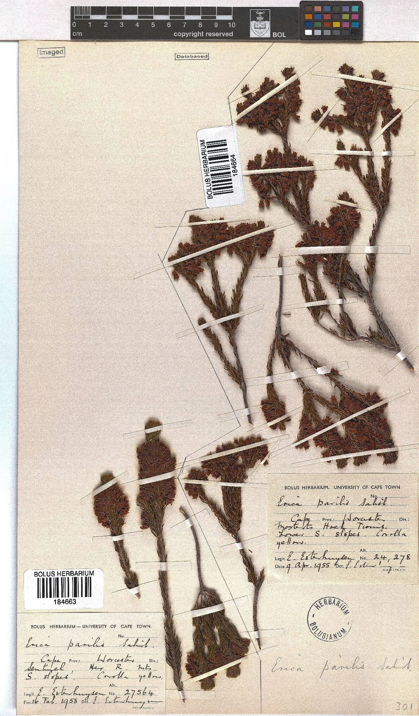 Erica parilis var. parilis image