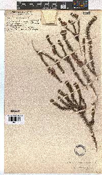 Erica viscaria subsp. viscaria image