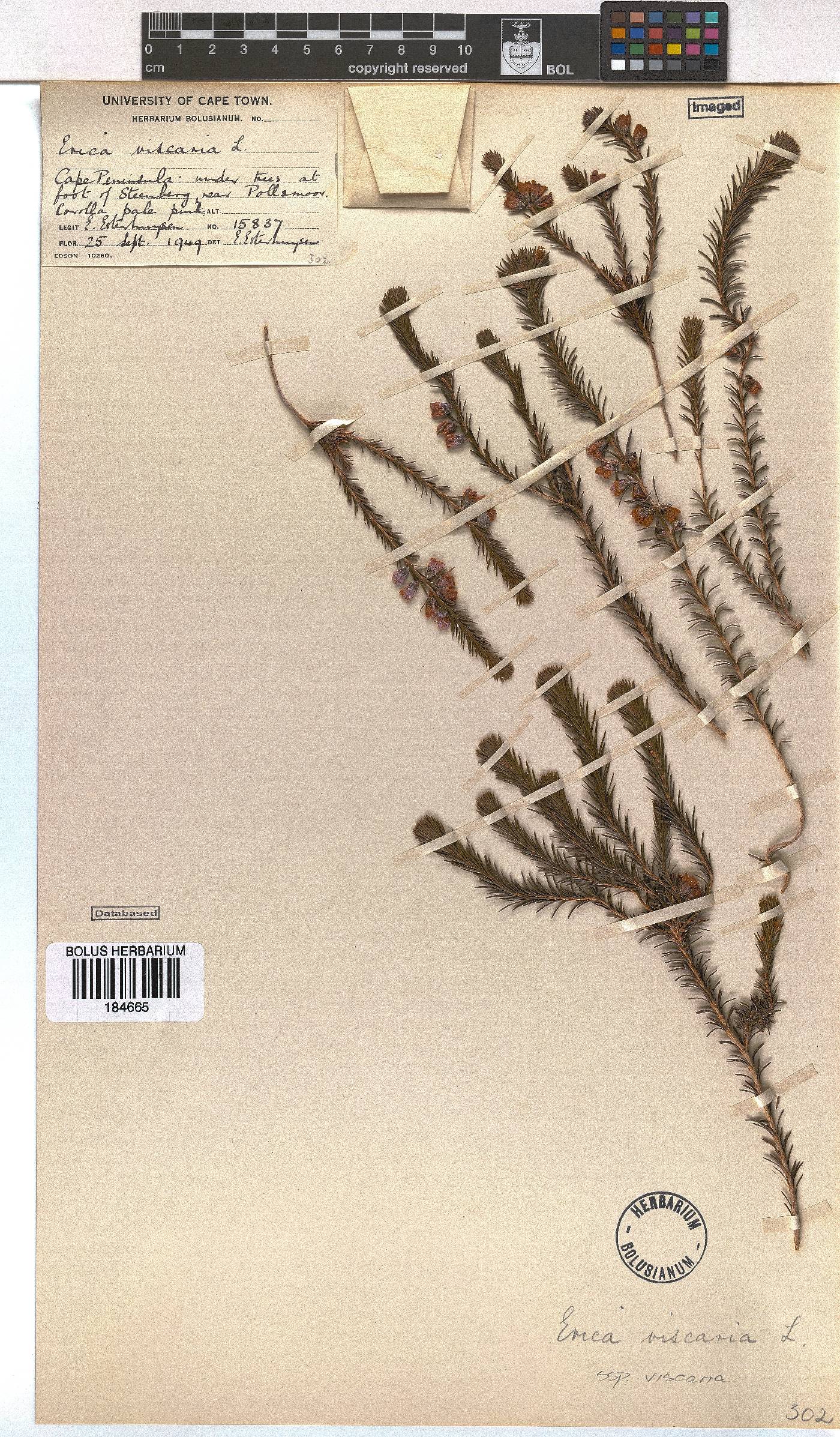 Erica viscaria image