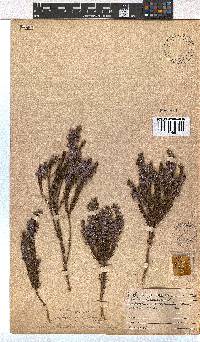 Erica viscaria subsp. viscaria image