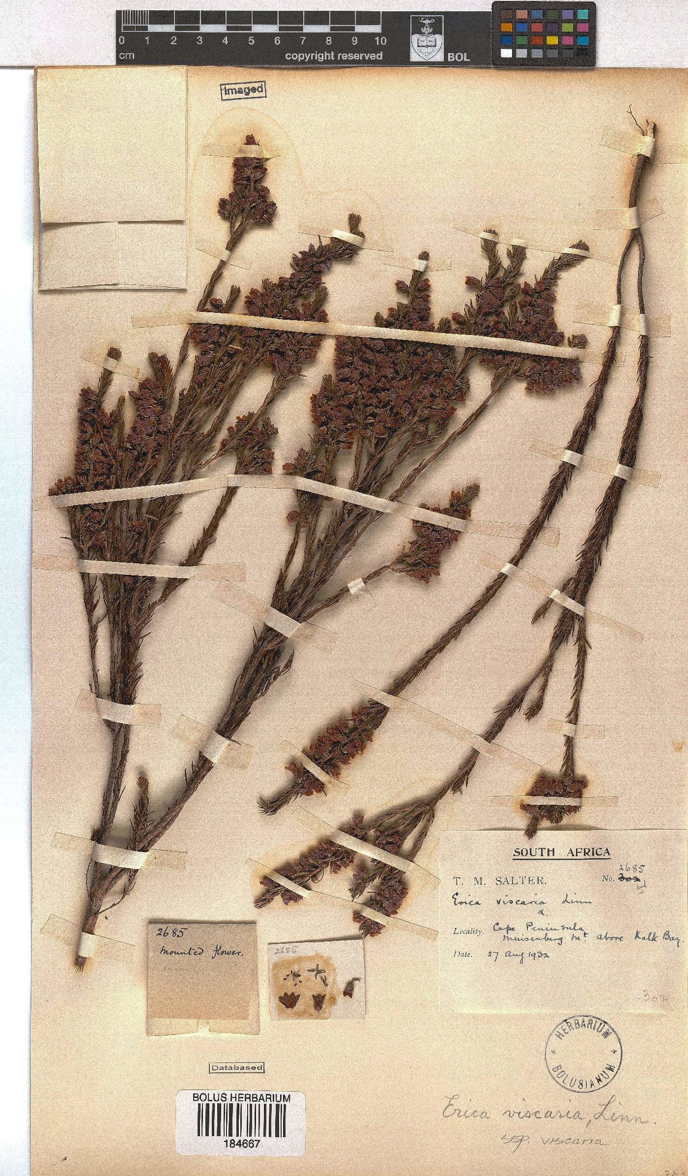 Erica viscaria image